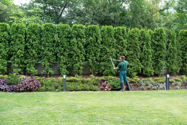 Best Organic Lawn Care Solutions  in Little Elm, TX
