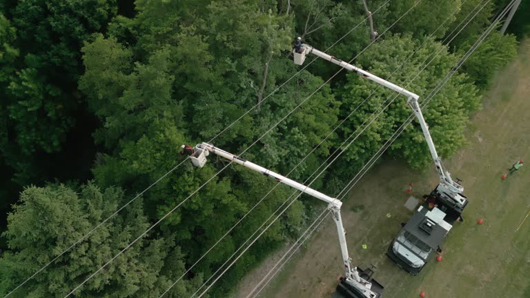Trusted Little Elm, TX Tree Services Experts