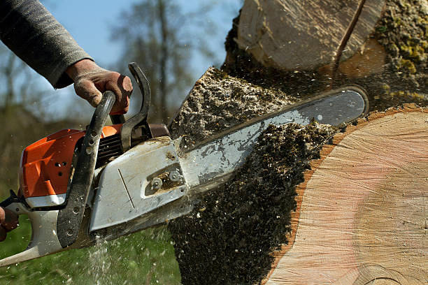 Trusted Little Elm, TX Tree Services Experts